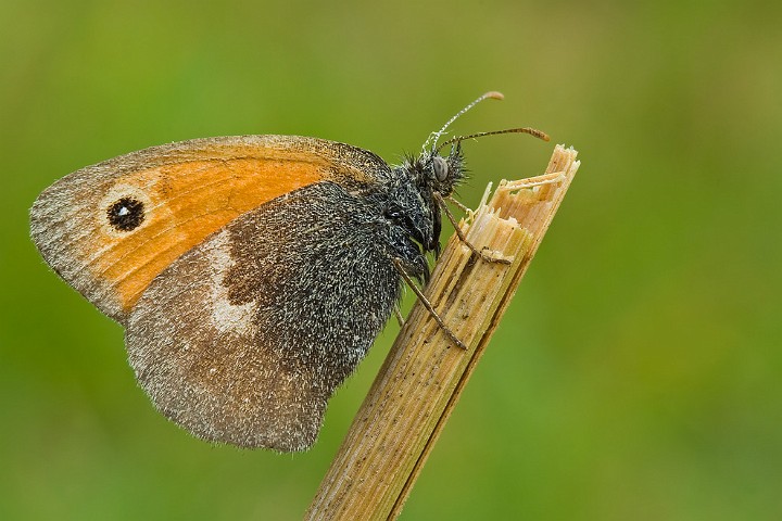 Kleiner Heufalter Coenonympha pamphilus